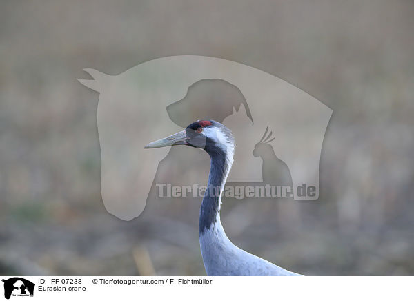 Grauer Kranich / Eurasian crane / FF-07238