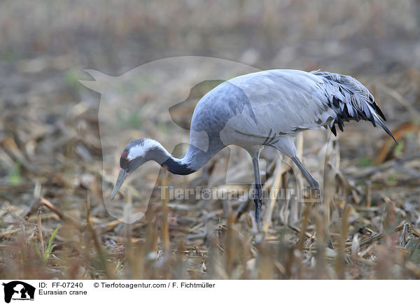 Grauer Kranich / Eurasian crane / FF-07240