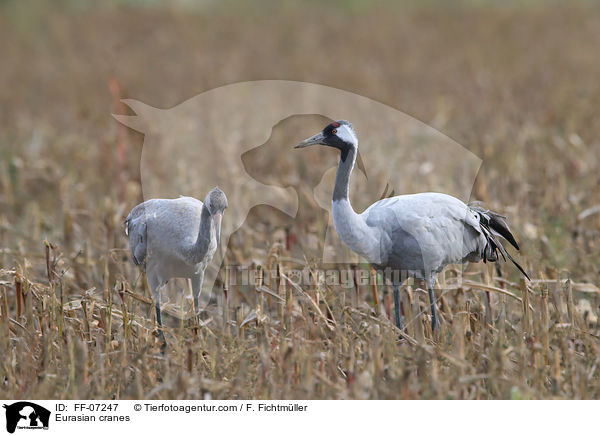Graue Kraniche / Eurasian cranes / FF-07247
