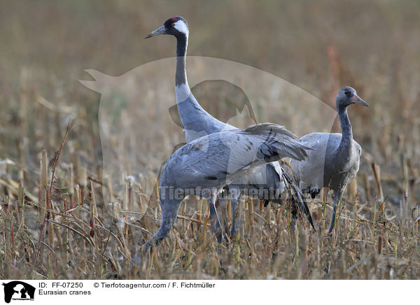 Graue Kraniche / Eurasian cranes / FF-07250