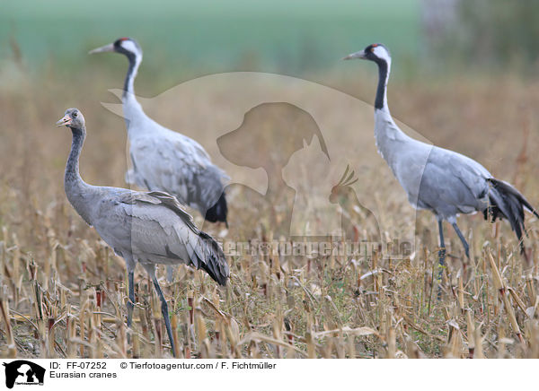 Graue Kraniche / Eurasian cranes / FF-07252