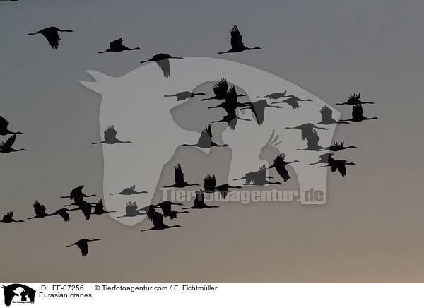 Graue Kraniche / Eurasian cranes / FF-07256