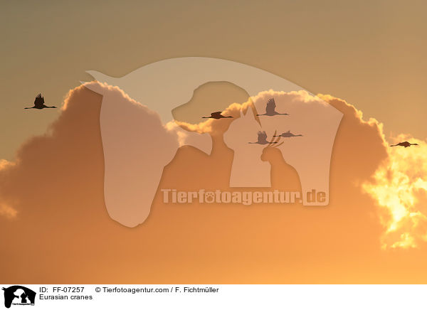 Graue Kraniche / Eurasian cranes / FF-07257