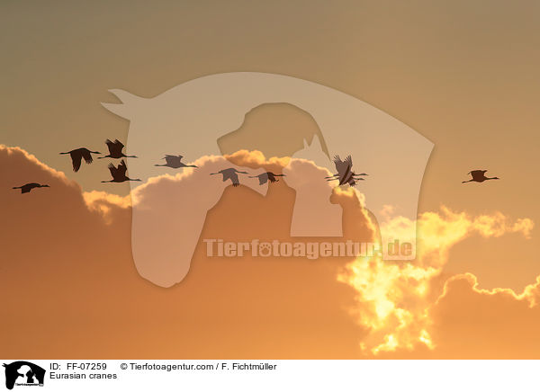 Graue Kraniche / Eurasian cranes / FF-07259