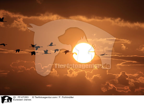 Graue Kraniche / Eurasian cranes / FF-07263