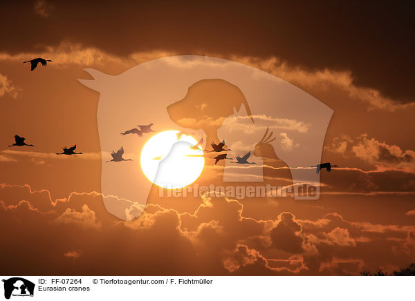 Graue Kraniche / Eurasian cranes / FF-07264