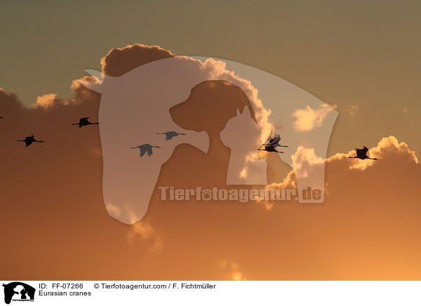 Graue Kraniche / Eurasian cranes / FF-07266