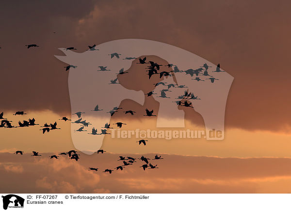 Graue Kraniche / Eurasian cranes / FF-07267