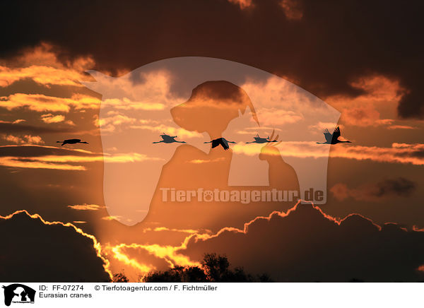 Graue Kraniche / Eurasian cranes / FF-07274