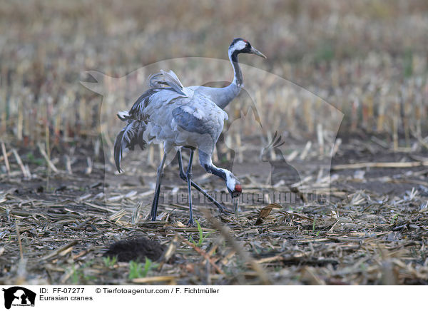Eurasian cranes / FF-07277
