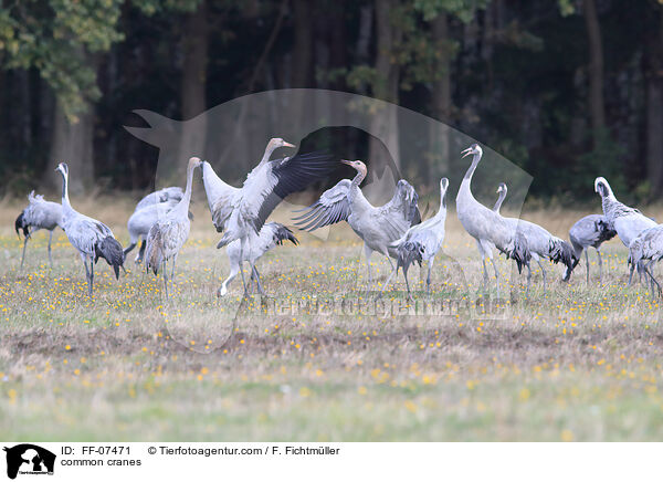 common cranes / FF-07471