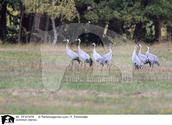 common cranes / FF-07476