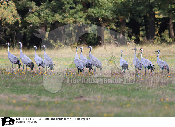 common cranes / FF-07477