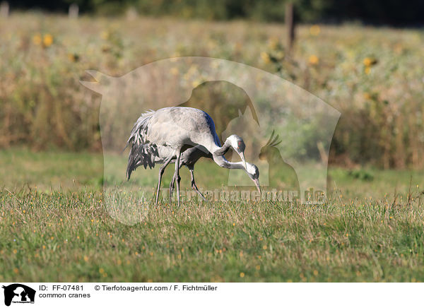common cranes / FF-07481