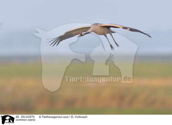 Grauer Kranich / common crane / DV-03570