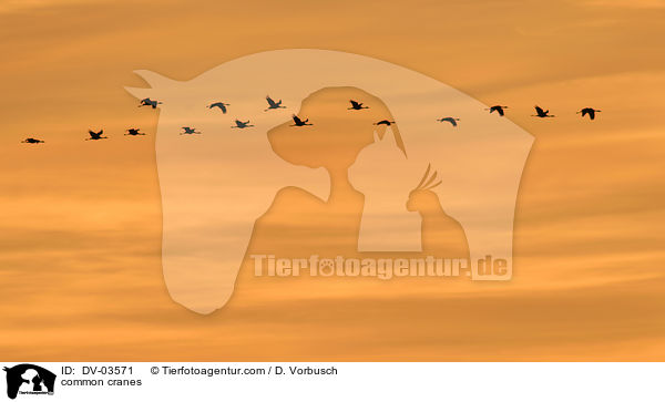 Graue Kraniche / common cranes / DV-03571