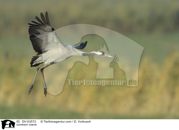 common crane / DV-03572