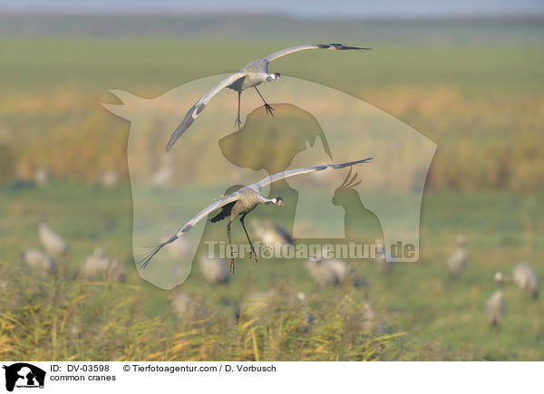 Graue Kraniche / common cranes / DV-03598
