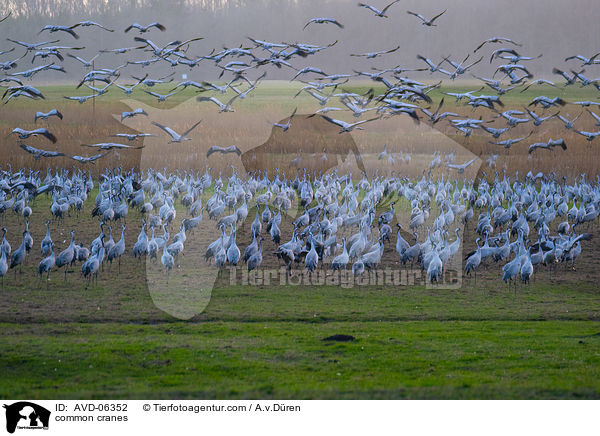 Graue Kraniche / common cranes / AVD-06352