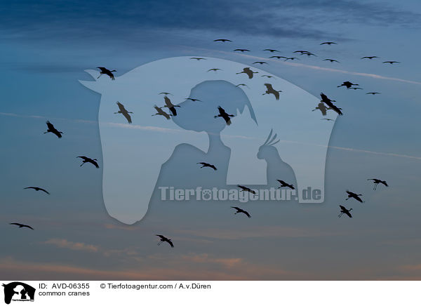 Graue Kraniche / common cranes / AVD-06355