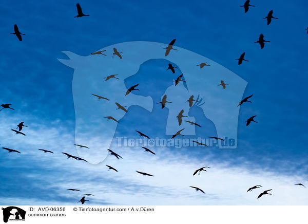 Graue Kraniche / common cranes / AVD-06356
