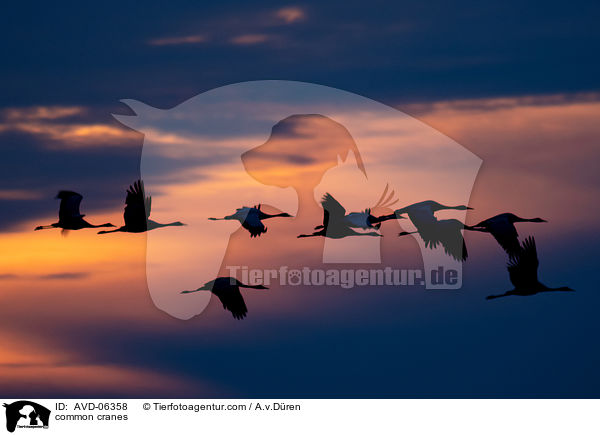 Graue Kraniche / common cranes / AVD-06358