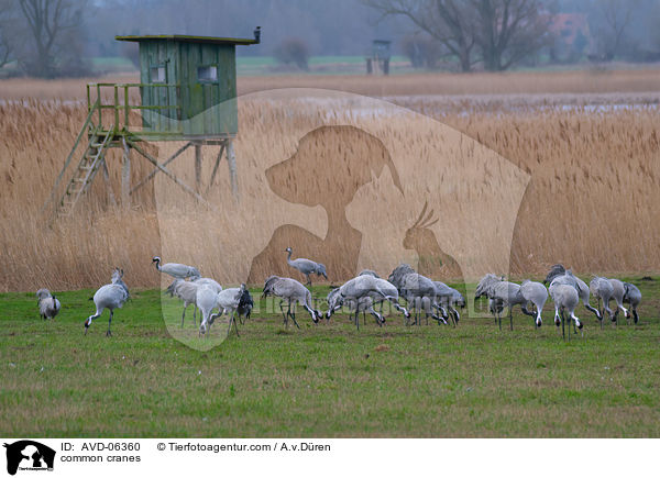 Graue Kraniche / common cranes / AVD-06360