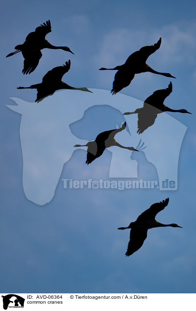Graue Kraniche / common cranes / AVD-06364