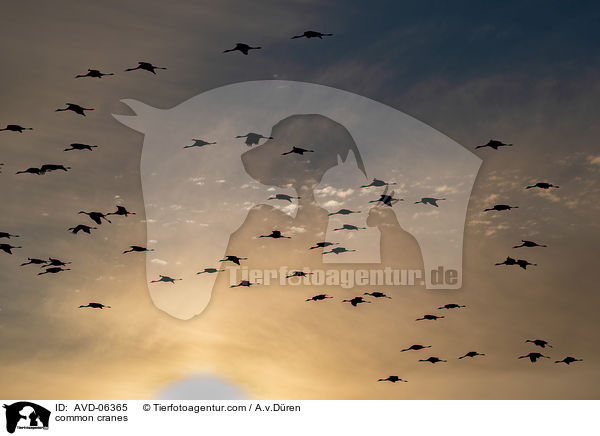 Graue Kraniche / common cranes / AVD-06365