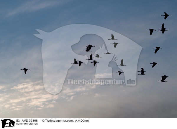 Graue Kraniche / common cranes / AVD-06368