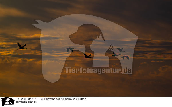 Graue Kraniche / common cranes / AVD-06371