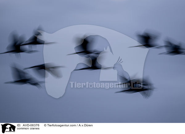Graue Kraniche / common cranes / AVD-06376