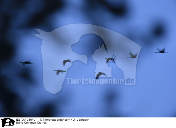 fliegende Graue Kraniche / flying Common Cranes / DV-03649