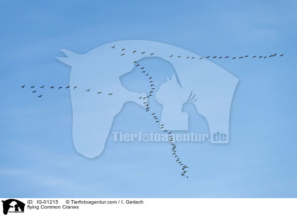 fliegende Graue Kraniche / flying Common Cranes / IG-01215