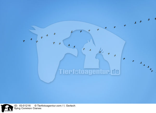 fliegende Graue Kraniche / flying Common Cranes / IG-01216
