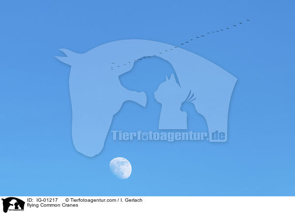 fliegende Graue Kraniche / flying Common Cranes / IG-01217