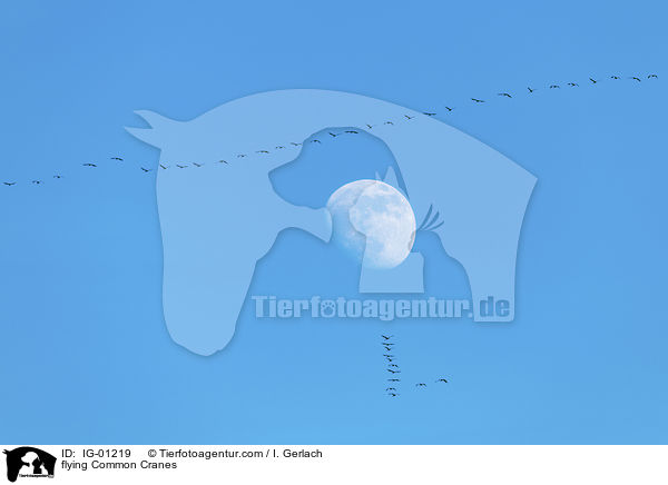 fliegende Graue Kraniche / flying Common Cranes / IG-01219