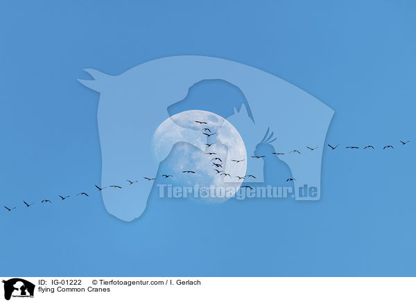 fliegende Graue Kraniche / flying Common Cranes / IG-01222