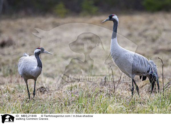 laufende Graue Kraniche / walking Common Cranes / MBS-21848