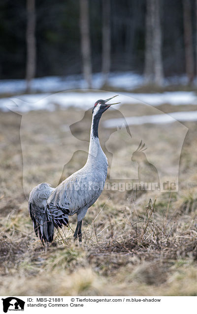 stehender Grauer Kranich / standing Common Crane / MBS-21881