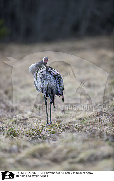 stehender Grauer Kranich / standing Common Crane / MBS-21883