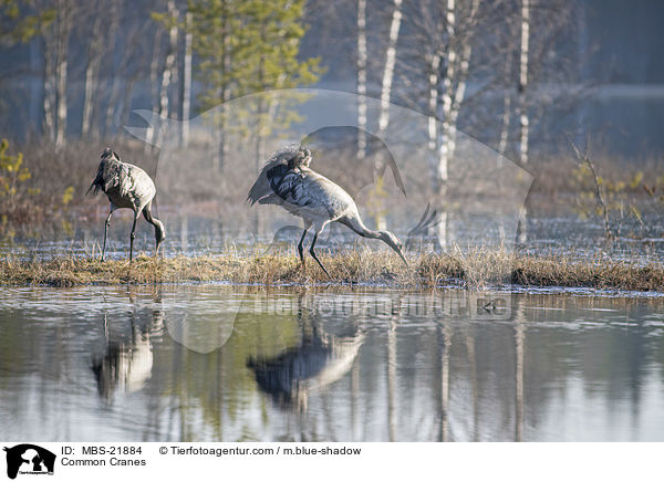 Graue Kraniche / Common Cranes / MBS-21884