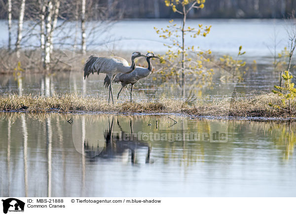 Graue Kraniche / Common Cranes / MBS-21888