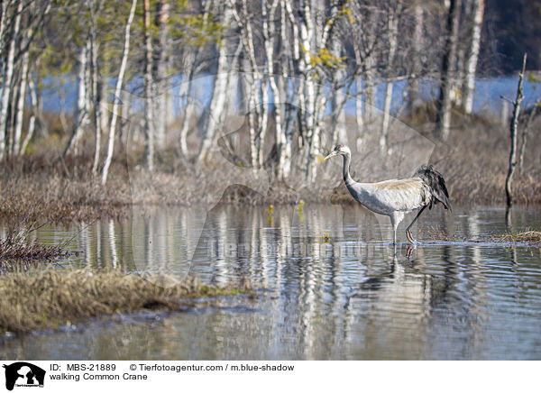 laufender Grauer Kranich / walking Common Crane / MBS-21889