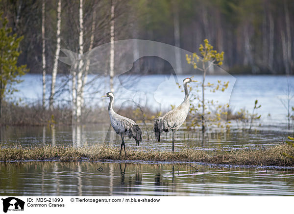 Graue Kraniche / Common Cranes / MBS-21893