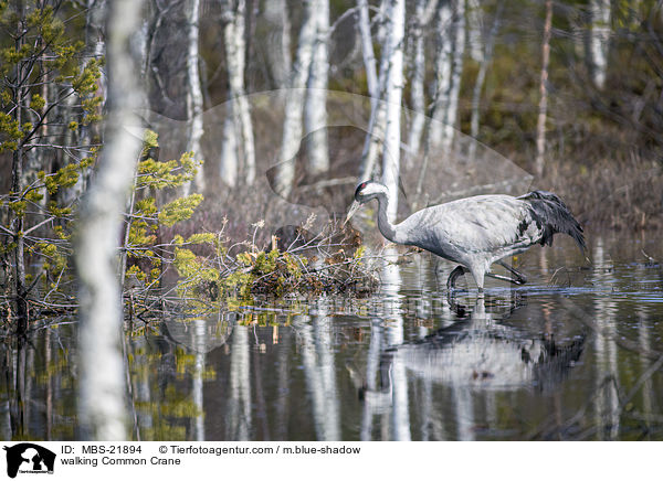 laufender Grauer Kranich / walking Common Crane / MBS-21894