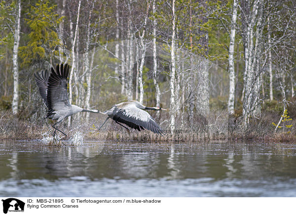 fliegende Graue Kraniche / flying Common Cranes / MBS-21895
