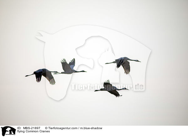 fliegende Graue Kraniche / flying Common Cranes / MBS-21897