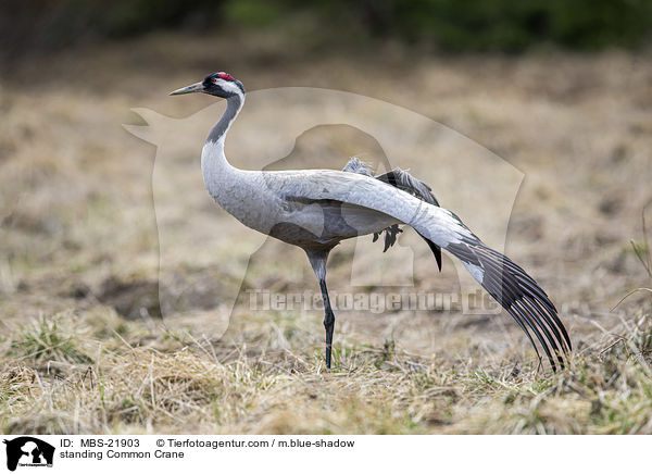 stehender Grauer Kranich / standing Common Crane / MBS-21903