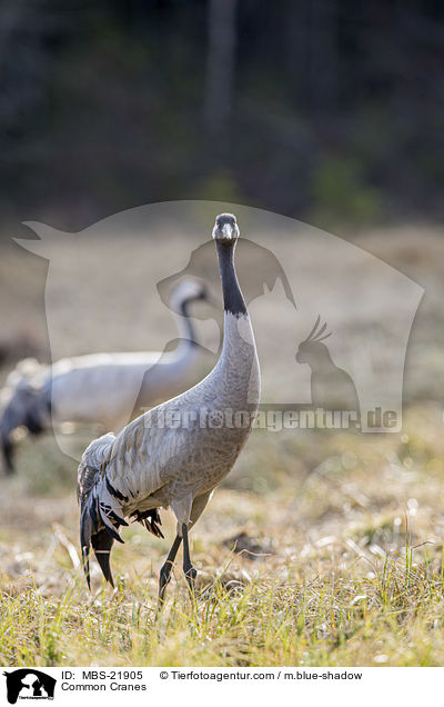 Graue Kraniche / Common Cranes / MBS-21905